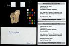 Foto (Objekt + Etikett) von Pithonoton sp.  (NHMW-GEO-1990-0041-4778)